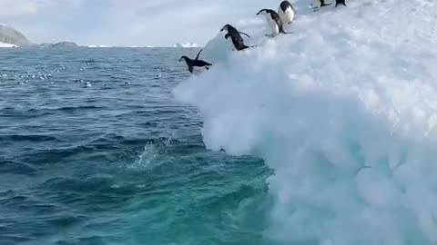 Fav animal! 🐧🐧🐧