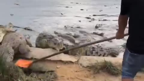 hunting crocodile #shorts # 2021