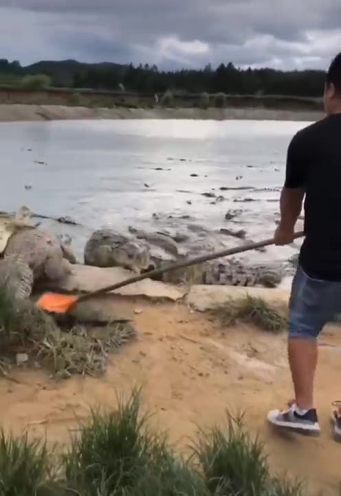 hunting crocodile #shorts # 2021