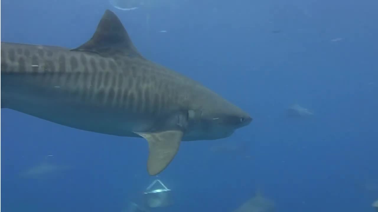 "Silent Shadows: The Realm of Sharks"