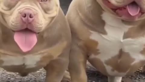American dog