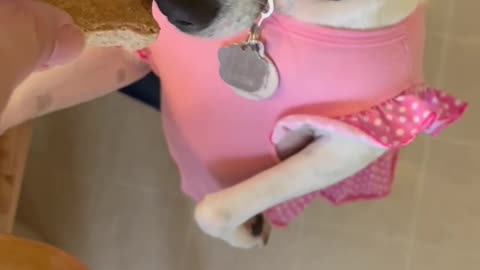 Milk BONE Dipped Princess