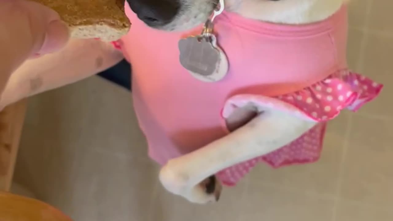Milk BONE Dipped Princess