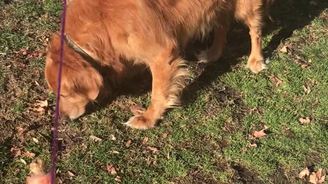 Dog Finds Out What It's Like to Work in the Gig Economy LOL!