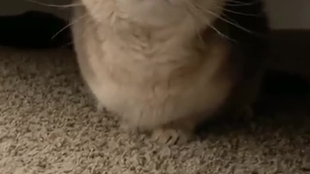 Don’t Come Closer! I am Dangerous!