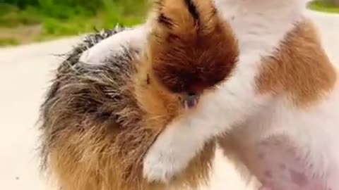 Cute and funny dog video 😚😚🥰💗