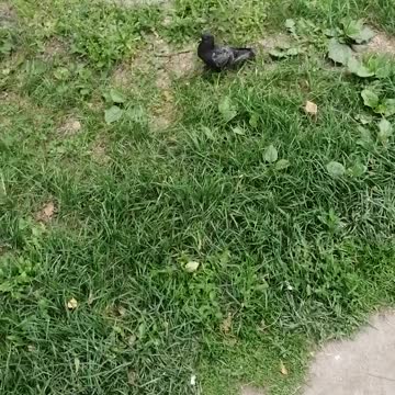 A dove walks and then flies away.