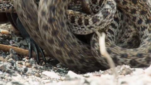 Iguana chased by killer snakes _ Planet Earth II_ Islands