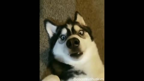 Funny Husky Dog Staring at Mobile Phone