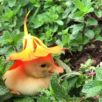 Baby duckling with a flower hat 🥺🐥