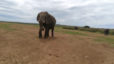 the cute elephant at farm