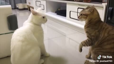 Cats Talking Like Human