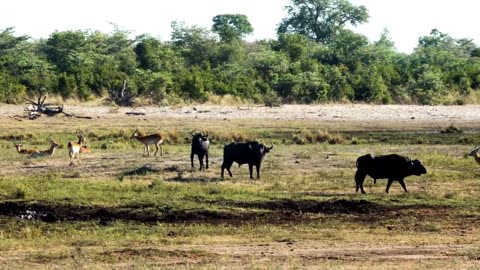 African Buffalo