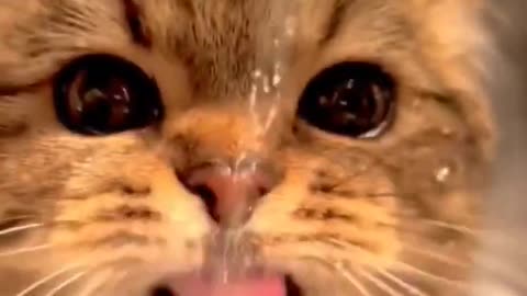 Cute kitten.