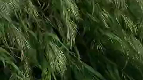Close Up Shot of Green Grass Field