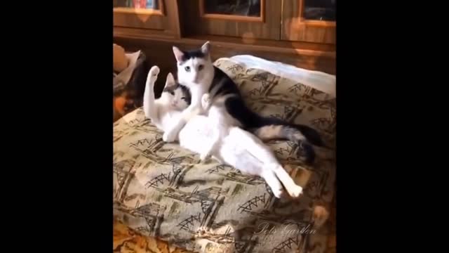 Sleepy kitty naps in hilariously awkward position