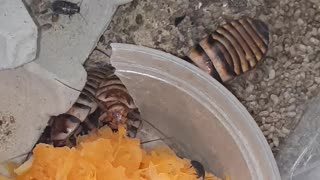 Halloween Hisser Roaches Eating