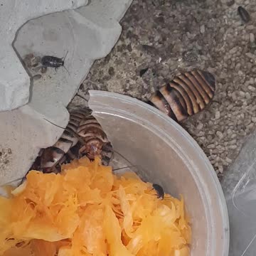 Halloween Hisser Roaches Eating