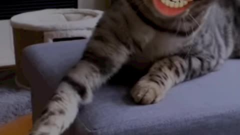 Aukaat me rah le | Cat funny video