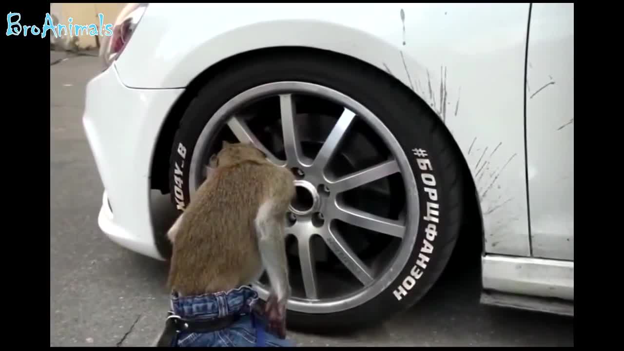 MONKEY - funny