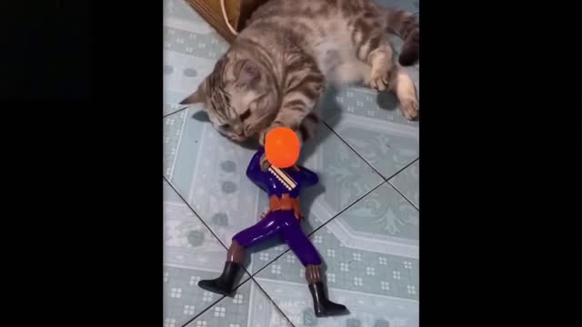 Funny cat 🐈 videos