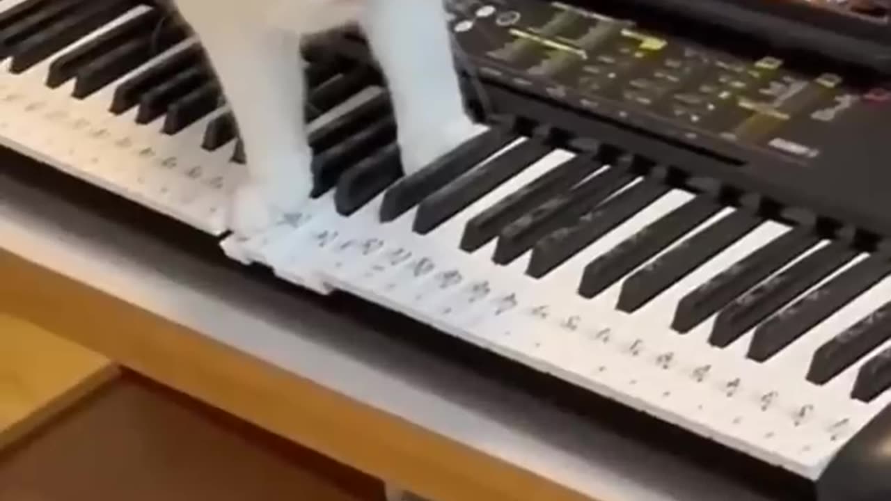 Animal funny clips