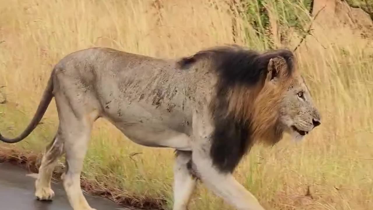 Watch Lions on the move un Kruger National Park