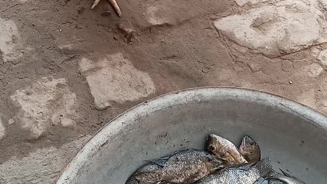Hen is amazed to see