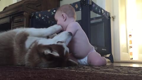 Dog and little baby