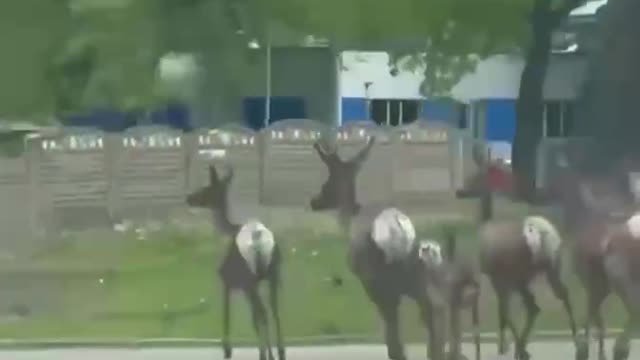 Wilde Tiere in Charkow, 15. Mai 2022