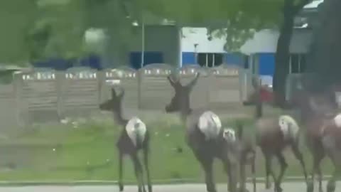 Wilde Tiere in Charkow, 15. Mai 2022