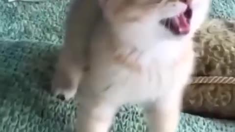Funny cat Cute animals Cat videos Cute kittens
