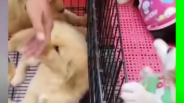 Something's wrong! # cute pet # Dog