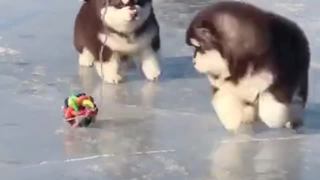 Three puppies play ball it too funny dad