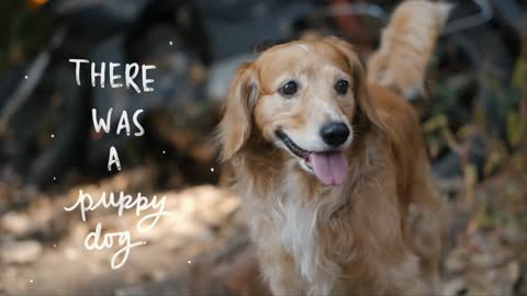 This girl made a music video for her adopted dog - Larissa Dsa |