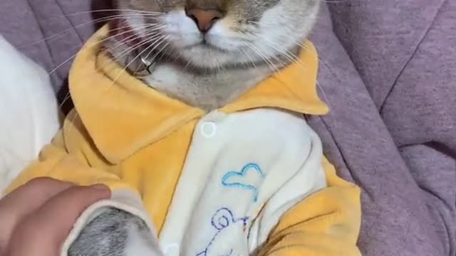 GATINHO DE PIJAMA 😻