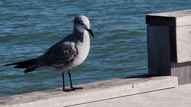 Bird hanging out by the pier