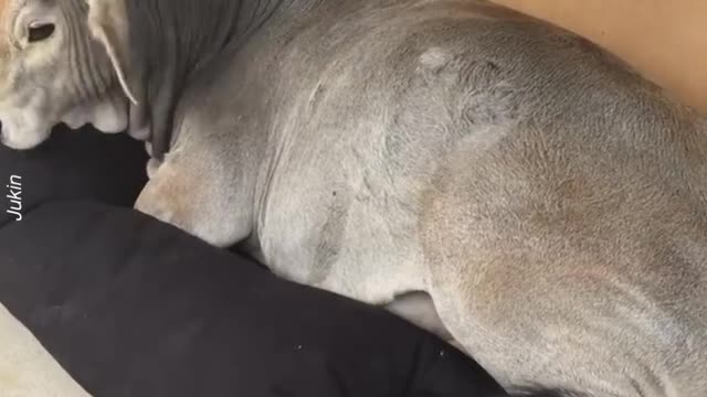 Cow tries to sleep on dog bed…Credit: Jukin Media