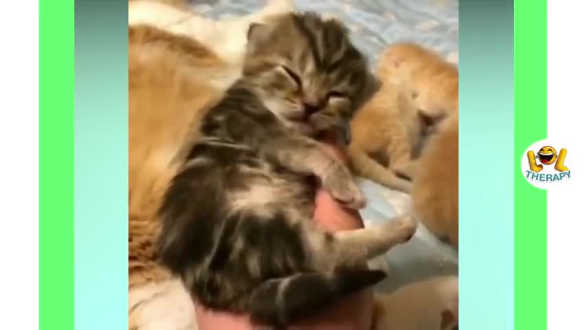 CUTE KITTIES BEING CUTE