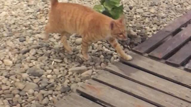 The wandering of the cute street cat