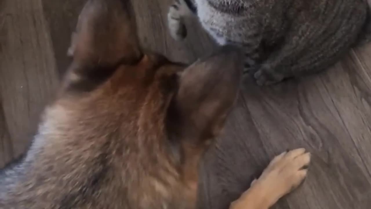 I cant't with these pets !!