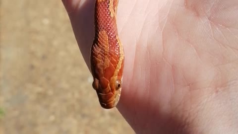 Handling one of my cornsnakes