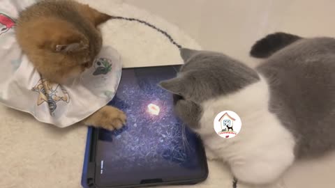 Cats playing game in a tab