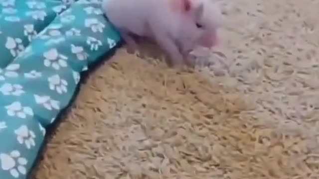 Confused animal behavior: never expected