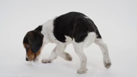 a puppy plays with a ball