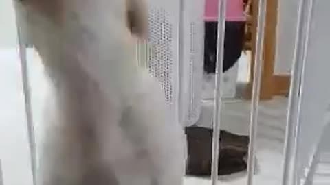 Playing with a cute puppy Retriever