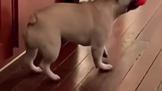 See how funny the puppy marches