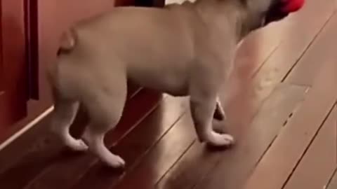 See how funny the puppy marches