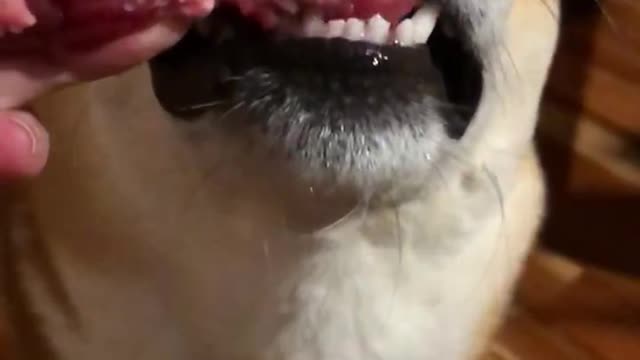 Shiba the meat lover