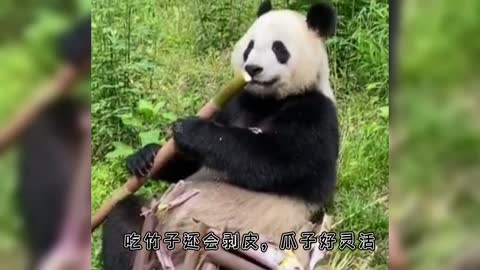 Pandas eat, eat bamboo, never tired of seeing, too enjoy